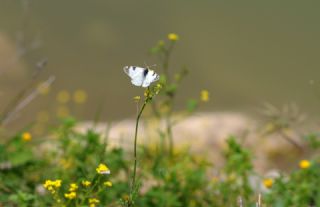 Da Oykls (Euchloe ausonia)