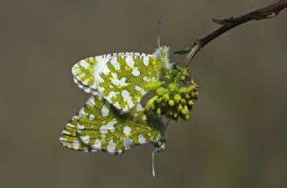 Da Oykls (Euchloe ausonia)