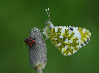 Da Oykls (Euchloe ausonia)