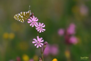 Da Oykls (Euchloe ausonia)