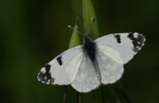 Da Oykls (Euchloe ausonia)