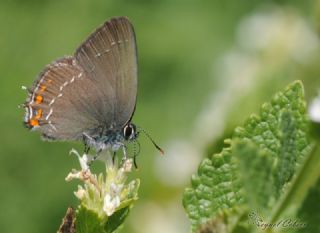 Byk Sevbeni (Satyrium ilicis)