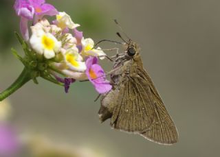 Beyaz illi Kara Zpzp (Pelopidas  thrax)