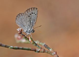 Karsandra (Zizeeria karsandra)