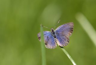 Karsandra (Zizeeria karsandra)