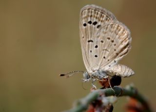 Karsandra (Zizeeria karsandra)