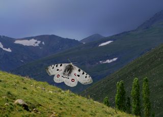 Apollo (Parnassius apollo)