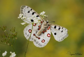 Apollo (Parnassius apollo)