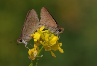 Cce Zpzp (Gegenes pumilio)