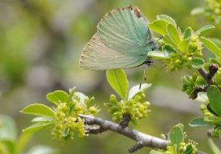 Zmrt (Callophrys rubi)