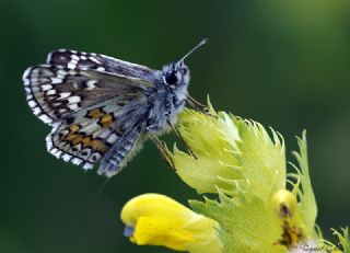 Sar Bandl Zpzp (Pyrgus sidae)