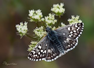 Sar Bandl Zpzp (Pyrgus sidae)