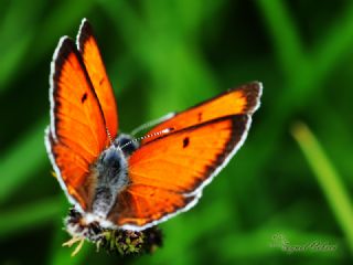 Ate Bakr Gzeli (Lycaena candens)