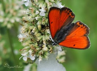 Ate Bakr Gzeli (Lycaena candens)