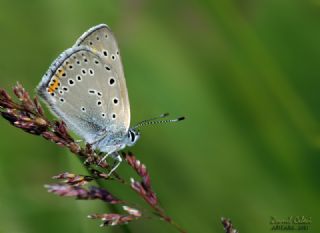 Ate Bakr Gzeli (Lycaena candens)