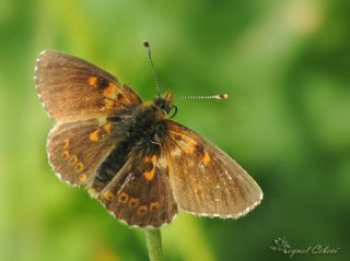 Trkistan parhan (Melitaea arduinna)