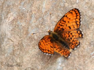 Trkistan parhan (Melitaea arduinna)