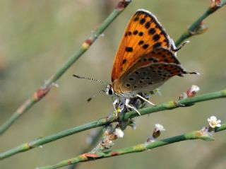 Kk Ate Gzeli (Lycaena thersamon)