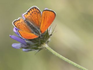 Kk Ate Gzeli (Lycaena thersamon)