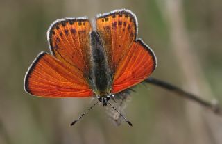 Kk Ate Gzeli (Lycaena thersamon)