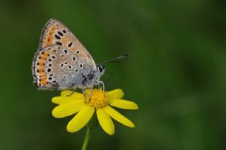 Kk Ate Gzeli (Lycaena thersamon)