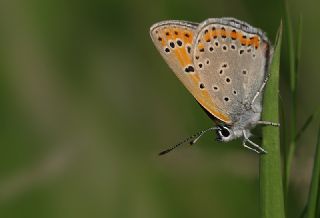 Kk Ate Gzeli (Lycaena thersamon)