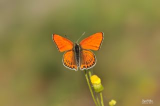 Kk Ate Gzeli (Lycaena thersamon)