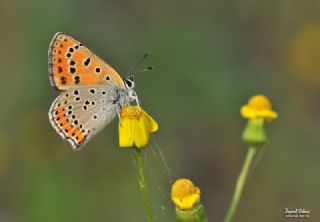 Kk Ate Gzeli (Lycaena thersamon)