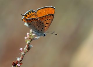 Kk Ate Gzeli (Lycaena thersamon)