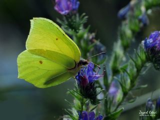 Orakkanat (Gonepteryx rhamni)