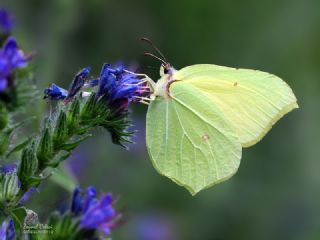 Orakkanat (Gonepteryx rhamni)