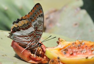 ift Kuyruklu Paa (Charaxes jasius )