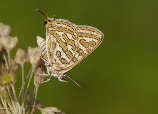 eytanck (Cigaritis acamas)