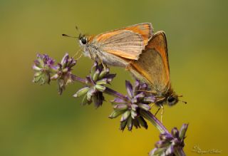 Sar Antenli Zpzp (Thymelicus sylvestris)