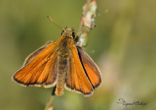 Sar Antenli Zpzp (Thymelicus sylvestris)