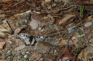 Yalanc Apollo (Archon apollinus)