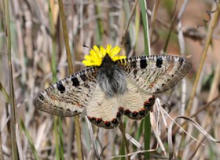 Yalanc Apollo (Archon apollinus)