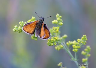 Siyah Antenli Zpzp (Thymelicus lineolus)