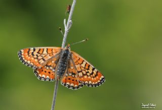 Gzel Nazuum (Euphydryas orientalis)