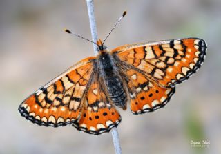 Gzel Nazuum (Euphydryas orientalis)