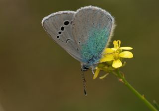 Karagz Mavisi (Glaucopsyche alexis)