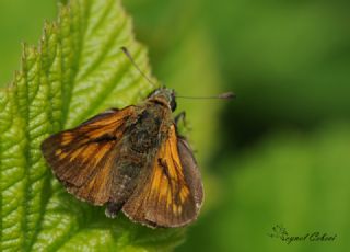 Orman Zpzp (Ochlodes sylvanus)