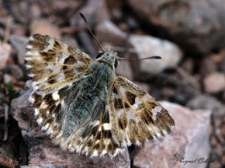 Mermer Zpzp (Carcharodus lavatherae)