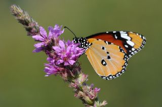 Sultan (Danaus chrysippus)