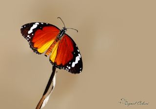 Sultan (Danaus chrysippus)