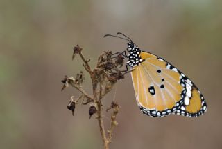 Sultan (Danaus chrysippus)