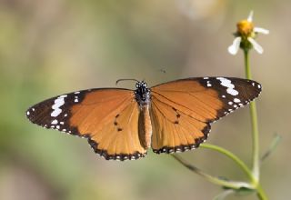 Sultan (Danaus chrysippus)