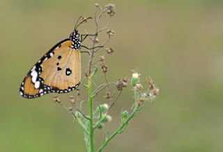 Sultan (Danaus chrysippus)