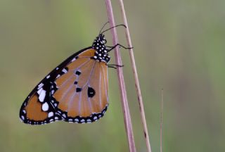 Sultan (Danaus chrysippus)