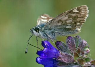 Mozaik Zpzp (Muschampia tessellum)